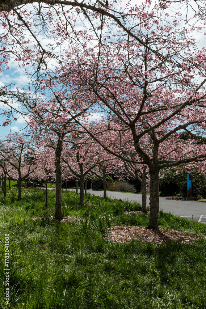 Obraz premium Beautiful view of blooming sakura trees.