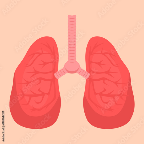 Illustration of Human Lung and Trachea Anatomy