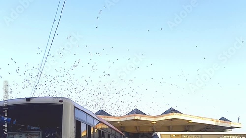 City Bus Station with Flock of Birds in the Evening Sky in hyderabad india