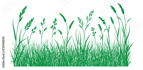 Doodle grass. Illustrate natural field grass. Outline wild grassy plants that are hand-drawn. Silhouettes of organic herbs, patterns, and blades. A vector set of a spring garden with herbal.