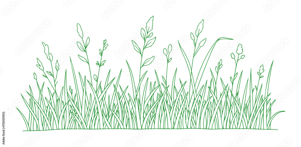 Obraz premium A straightforward drawing of meadow grass plants in a linear, minimalistic style, set against a white background. This vector illustration features contour sketches of seasonal herbs.