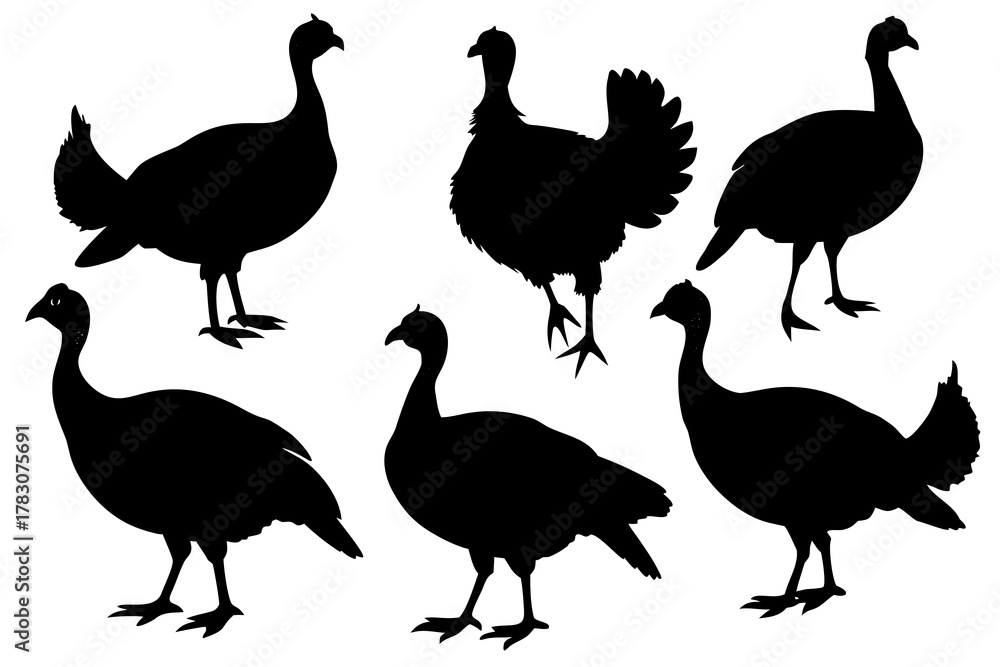Obraz premium set of Turkey bird silhouette vector isolated on white background