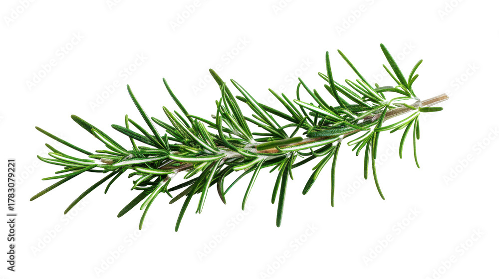 Fototapeta premium Fresh green rosemary sprig with needle like leaves against black background herb plant, Png On White Background, Isolated on Transparent Background, Cut Out