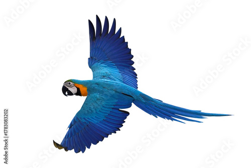 Colorful flying Blue and Gold Macaw parrot isolated on transparent background png file	