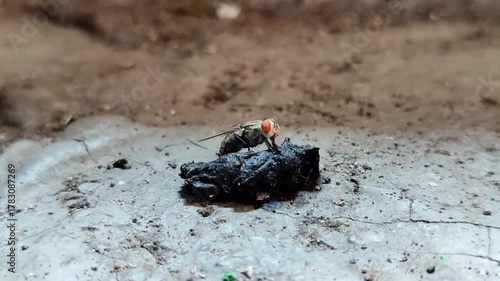Flies that land on animal waste. Animal waste provides the perfect environment for flies to find food, lay eggs, and fulfill their nutritional needs.