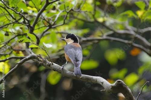 Yamagara, (varied tit), [Sittiparus varius]:  a bird classified under the family Paridae within. 