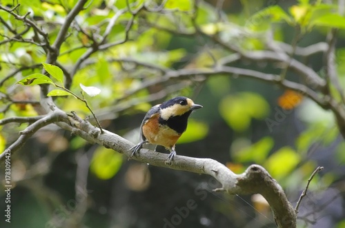 Yamagara, (varied tit), [Sittiparus varius]:  a bird classified under the family Paridae within. 