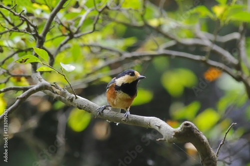 Yamagara, (varied tit), [Sittiparus varius]:  a bird classified under the family Paridae within. 