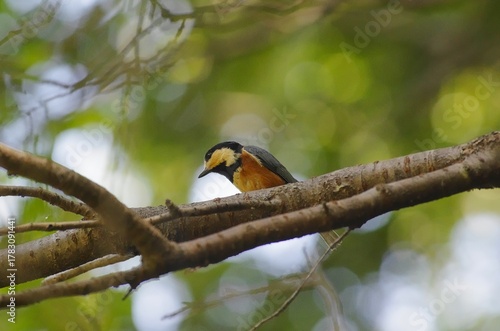 Yamagara, (varied tit), [Sittiparus varius]:  a bird classified under the family Paridae within. 