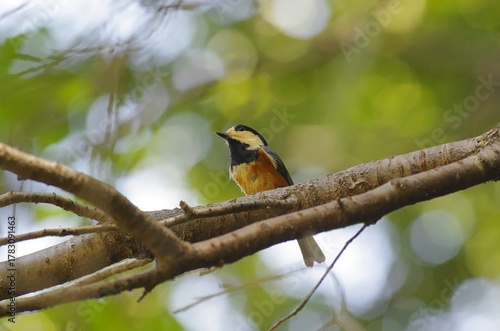 Yamagara, (varied tit), [Sittiparus varius]:  a bird classified under the family Paridae within. 