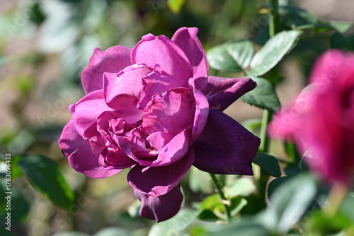 purple rose flowers 