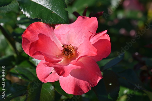 pink rose flower