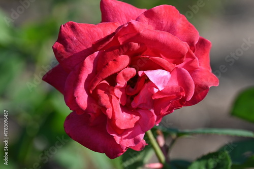 red rose in garden
