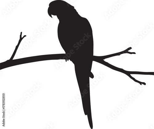 Vibrant tropical parrot illustration