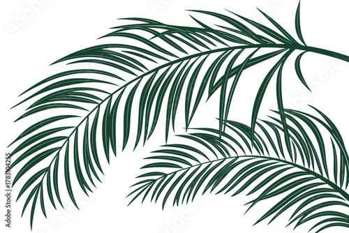 palm tree leaves
