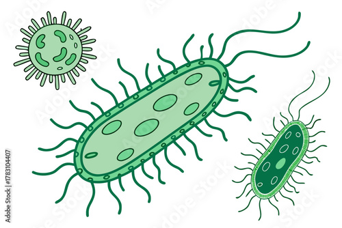 illustration of cucumber