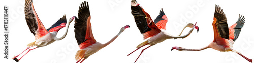 Elegant flamingos in flight captured in different poses isolated on transparent background