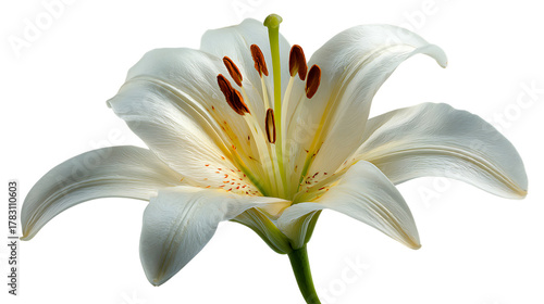 Elegant white lily flower close up with stamens and petals on transparent background