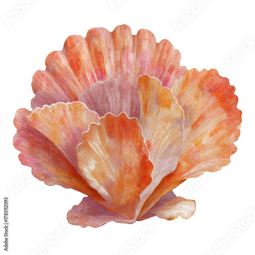 Watercolor sunshell blossom with coral and amber tones shaped like seashells, isolated on a white background, clear edges, botanical clipart style.