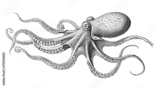 Intricate Octopus Illustration: An artful black and white illustration of an octopus with detailed depiction of its unique form, showcasing the grace and complexity of the sea creature.