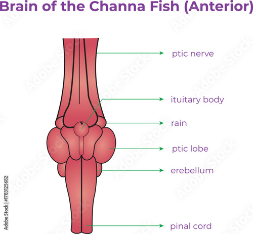 Brain of the Channa Fish (Anterior)