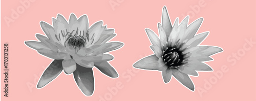  Elegant black and white lotus bouquet illustration in vector design. A rened and minimal oral composition symbolizing purity and serenity