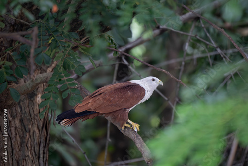 The brahminy kite (Haliastur indus), also known as the red-backed sea-eagle in Australia