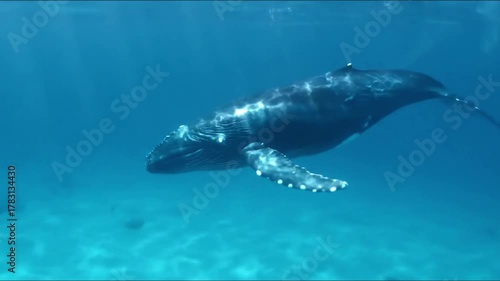 Whale Breaching Capturing the raw power and spectacle of a whale leaping out of the water against the vast ocean backdrop. Majestic, serene, powerful, awe inspiring, natural, wild, peaceful.
