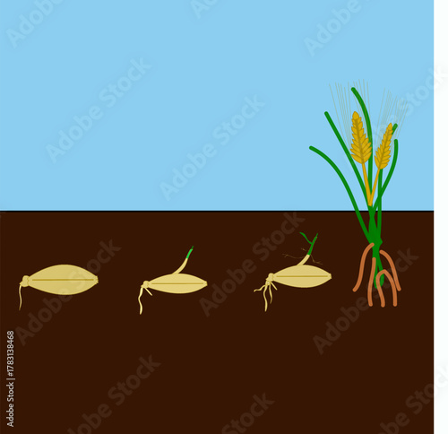 barley plant germinated from seed process of plant growth diagram.eps