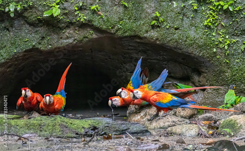 Scarlet macaws at clay lick in Yasuní National Park Ecuador Amazon
