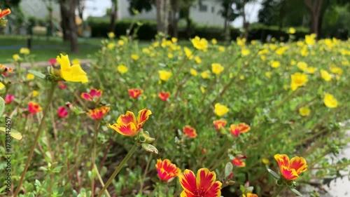 Floral Symphony in the Garden: A vibrant tapestry of colorful blooms paints a cheerful scene, celebrating nature's artistry with their delicate petals and lively hues.