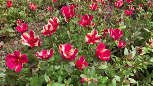 Petal Painting: A vibrant display of delicate petals, showcasing the intricate patterns and intense colors of nature's artistry.