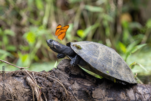 Butterfly on yellow-spotted river turtle in Yasuní National Park Ecuador