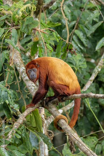 Sticker Red howler monkey perched on tree in Yasuní National Park, Ecuador