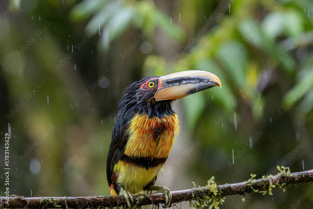 Fototapeta premium Aracari Perched on Branch in Rain