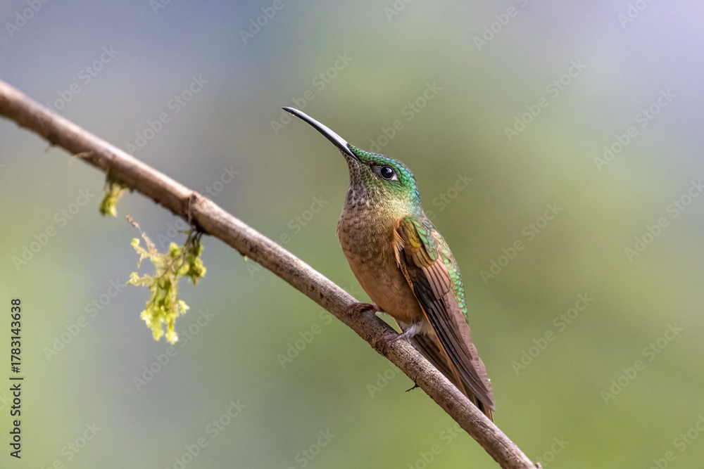 Fototapeta premium Rufous Hummingbird Perched on Branch with Green Background