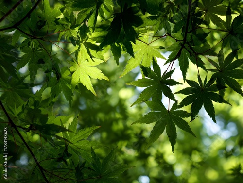 Vibrant green foliage of a deciduous tree canopy filters bright sunlight from above