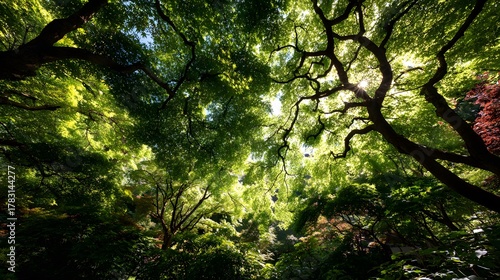 Lush green tree canopy filters bright sunlight filtering through dense foliage overhead