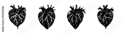 Anatomical heart vector art: detailed human heart illustration, medical diagram, black and white drawing