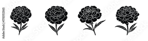 Download black and white vector illustration of four carnation flowers for free design use