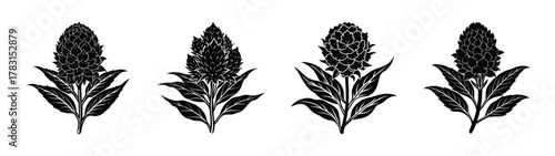 Download black and white vector illustration of amaranth flowers floral botanical design element