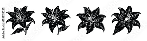 Beautiful black and white lily flower vector illustration floral design botanical art drawing line art nature graphic