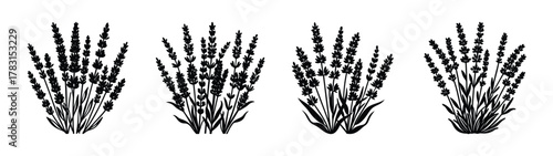 Lavender flower illustration vector, lavender plant drawing, lavender floral design element, art