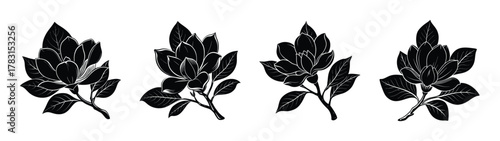 Black and white magnolia flower drawing illustration botanical art print floral design element