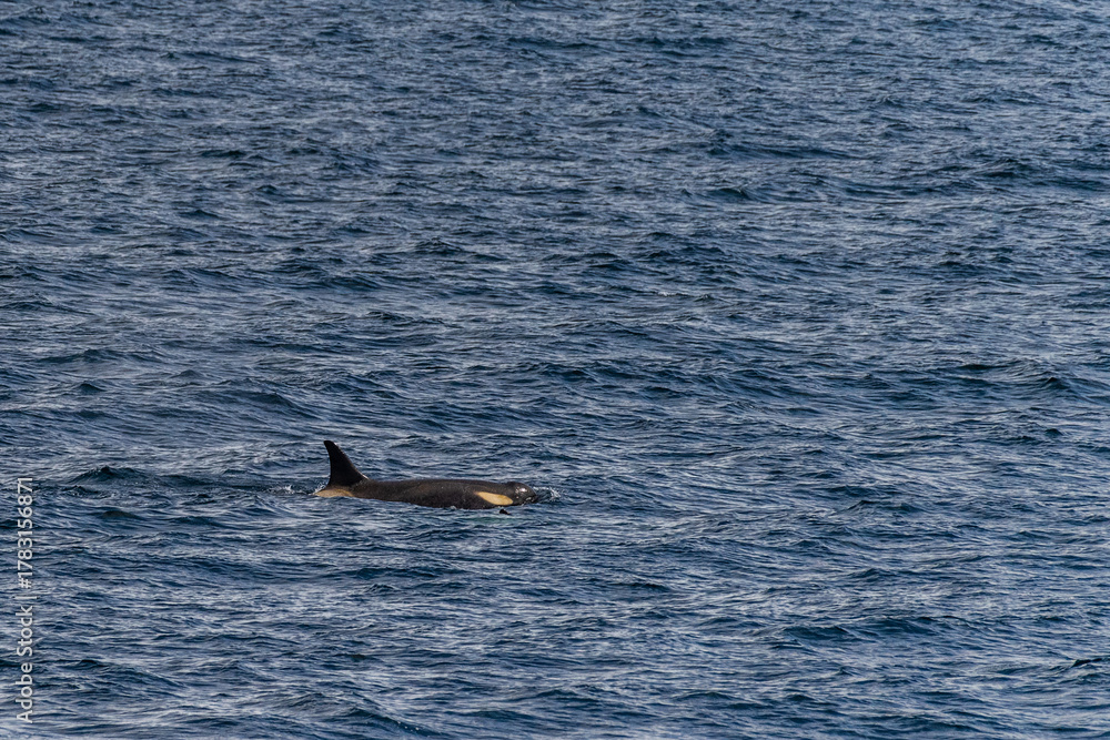 Naklejka premium Close-up of a killer whale, Orcinus orca, swimming in the waters of the Antarctic peninsula, near Anvers Island.
