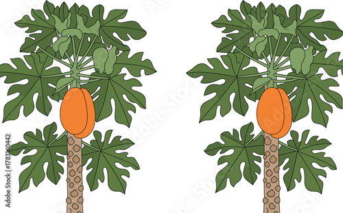 Papaya tree vector illustration, tropical fruit plant design, botanical agriculture concept, exotic food graphic, healthy nutrition symbol, organic farming art, green leaves, ripe papaya fruit