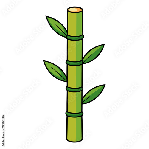 bamboo isolated on white background