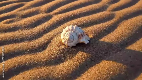 Seashell on the sand
