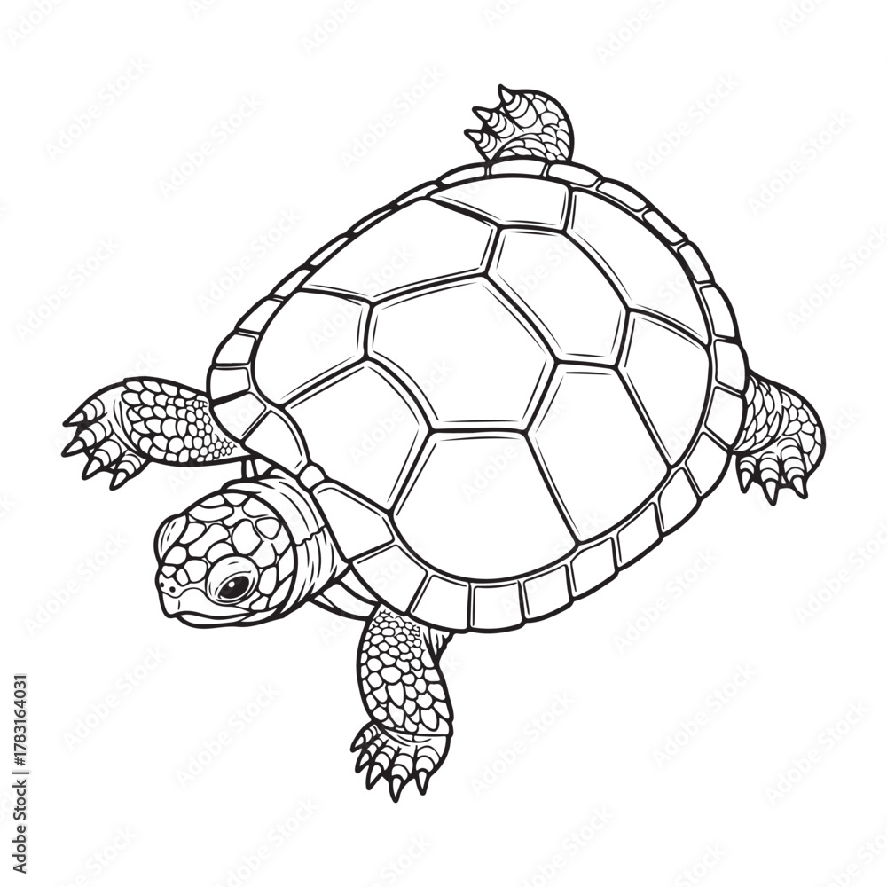 Obraz premium Baby turtle walking slowly coloring page