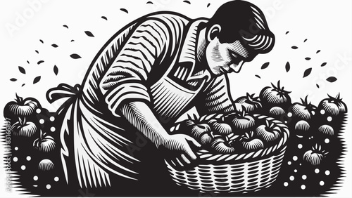 Harvest time illustration of a farmer collecting ripe tomatoes in a basket from the field